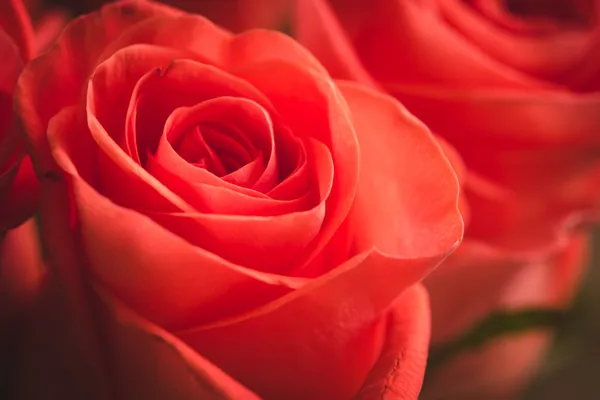 特写背景的粉红玫瑰 — 图库照片