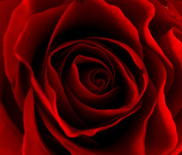 closeup arka plan kırmızı gül