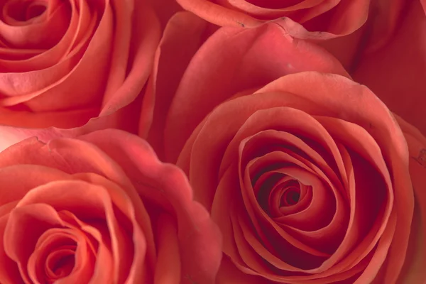 Closeup background of pink roses — Stock Photo, Image