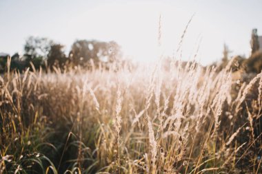 Ön planda, gün batımının arkasında kuru çimenler. Yaz ve sonbahar manzarası. sakin ve rahat doğa arka planı