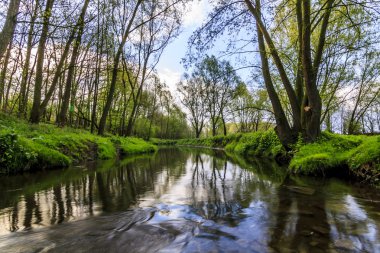 bir orman yoluyla çalışan creek