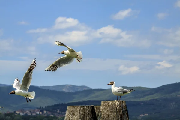 Seagulls flying at Lake Trasimeno, Italy — Stock Photo, Image