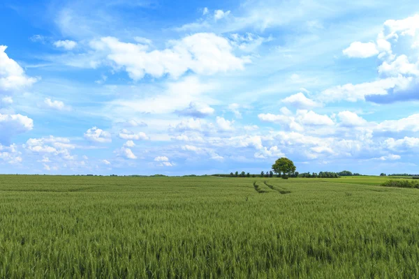 Champ d'été avec ciel bleu nuageux — Photo