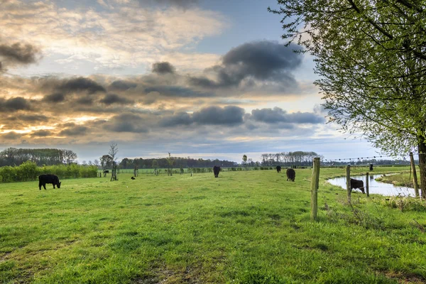 牛放牧地および草で横になっています。 ロイヤリティフリーのストック画像