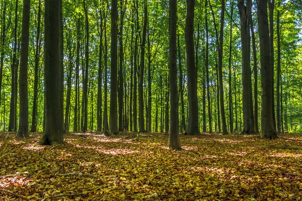緑の森林、夏の時間の日光 ロイヤリティフリーのストック写真