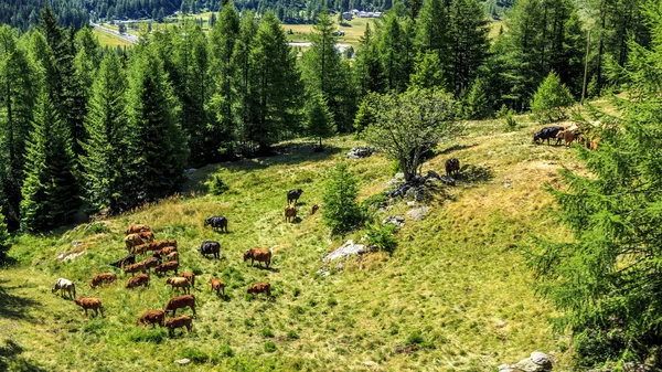 Gado pastando e deitado em um prado de montanha Imagem De Stock