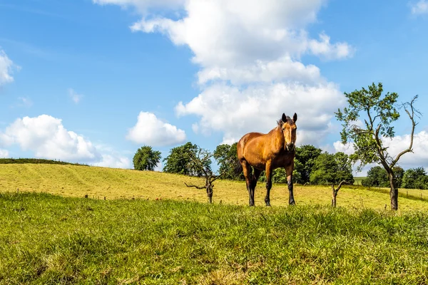 茶色の馬立っている丘の中腹の牧草地で ストック写真