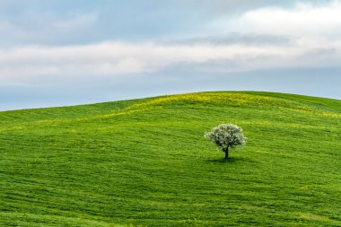 Tek ağaç bahar çayırda