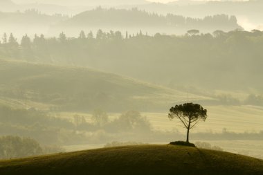 sabah sisin içinde yalnız ağaç