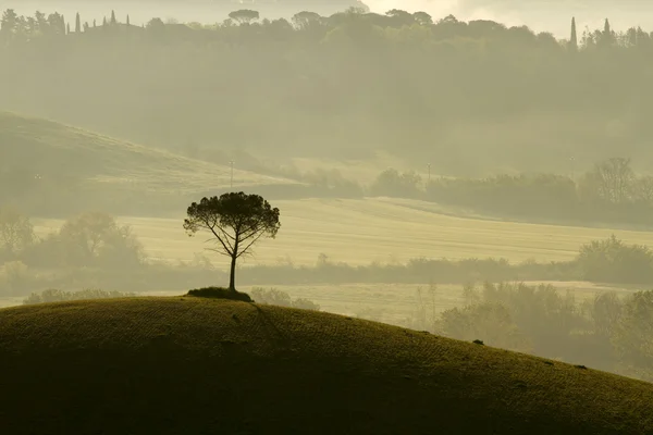 Одинокое дерево в утреннем тумане — стоковое фото