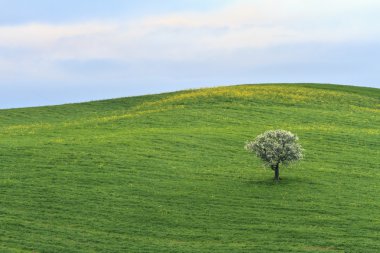 Tek ağaç bahar çayırda