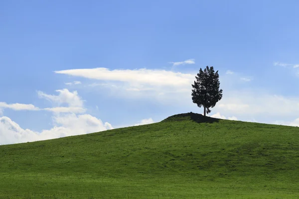 Árvore solitária em um campo verde sob um céu azul — Fotografia de Stock