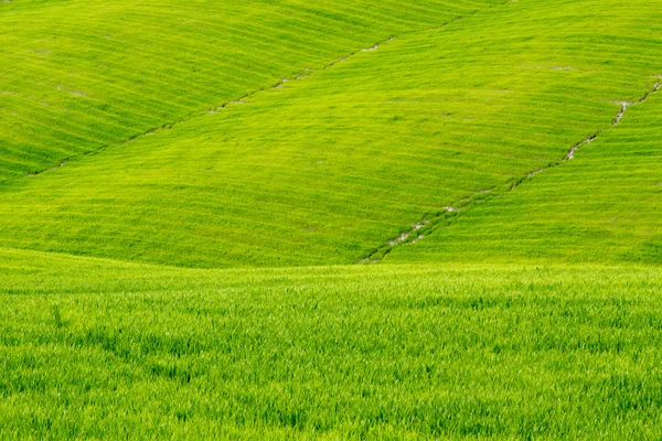 Grama verde vívida em uma encosta — Fotografia de Stock