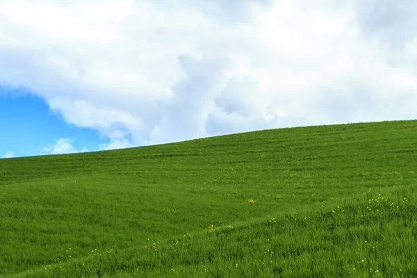 Champ vert ciel bleu et nuages — Photo