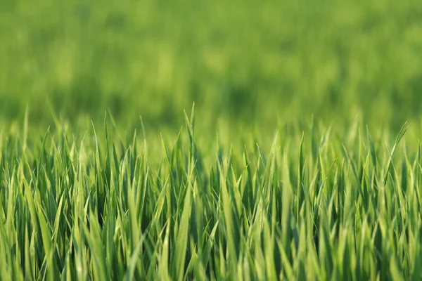 Het gras is groen Rechtenvrije Stockfoto's