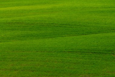 rodando en una ladera de hierba verde
