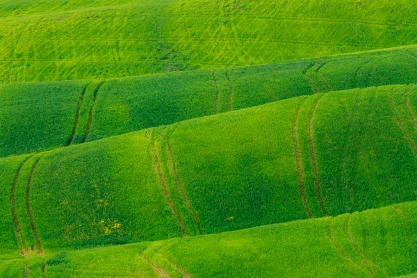 Zelené trávy na svahu — Stock fotografie