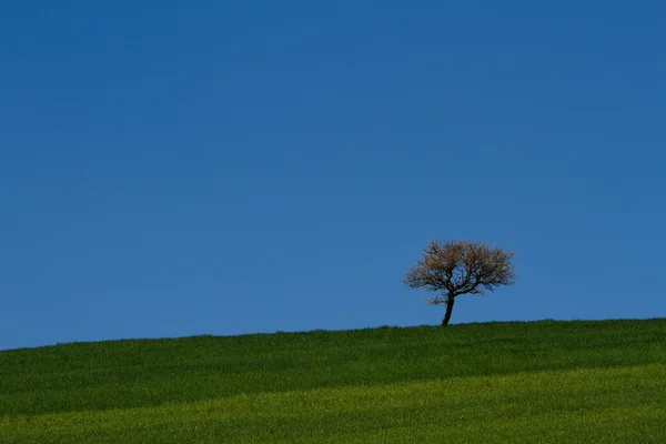 Lonely tree — Stock Photo, Image