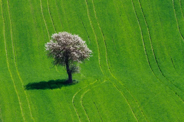 Árvore solitária no campo verde — Fotografia de Stock