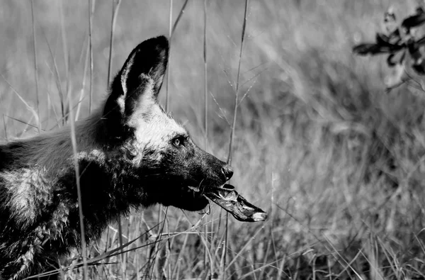 Afrikanischer Wildhund mit Spielzeug — Stockfoto