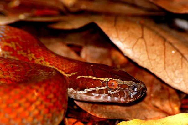 kahverengi ev yılan