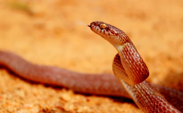 大理石的树蛇 — 图库照片
