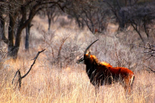 Sable v zimě — Stock fotografie