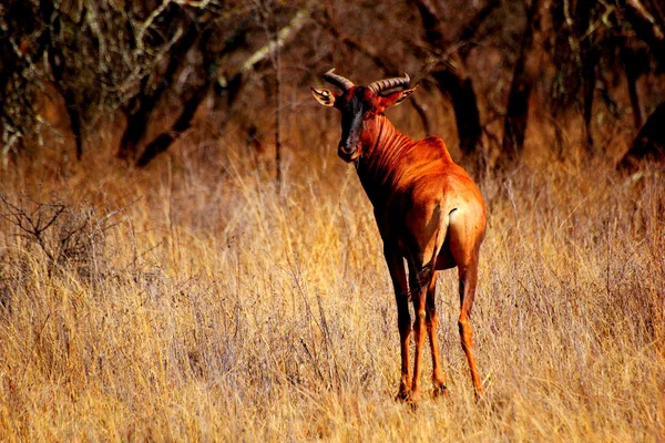 tsessebe içinde otlak