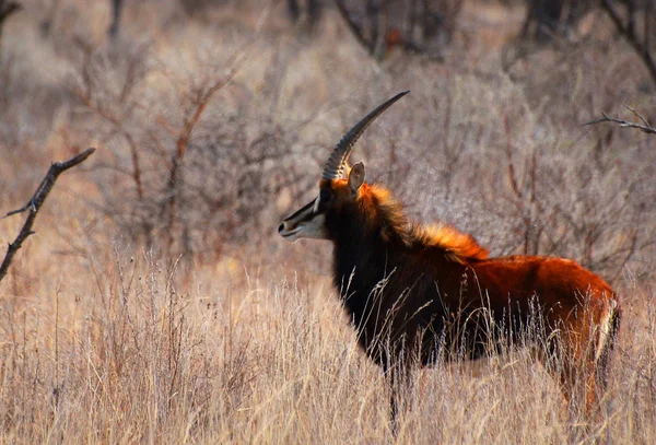 samur antilop yakın