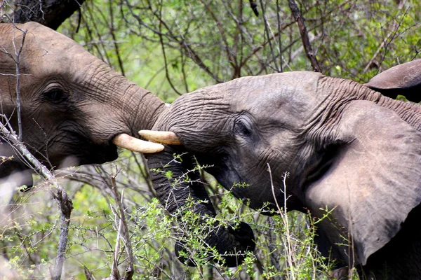 Toro elefante lucha — Foto de Stock