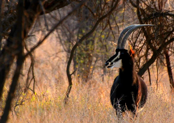 Чоловічий антилопи Соболь — стокове фото