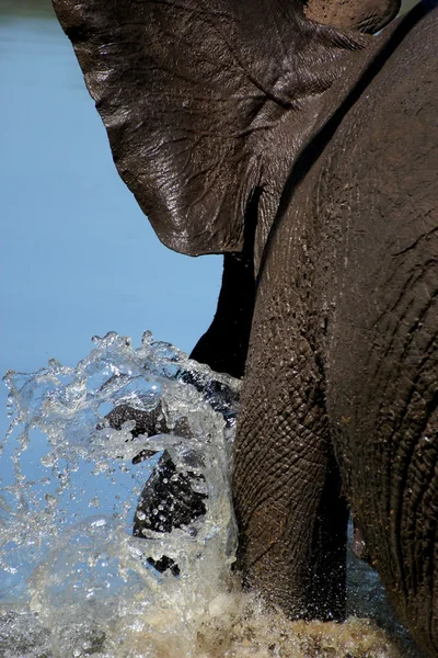 Elefant läuft durch Fluss — Stockfoto