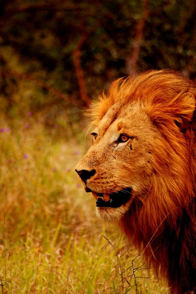 Великий самця лева Національний парк Крюгера — стокове фото