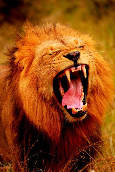 Big Male Lion near Skukuza Kruger National Park Yawning with Teeth Showing