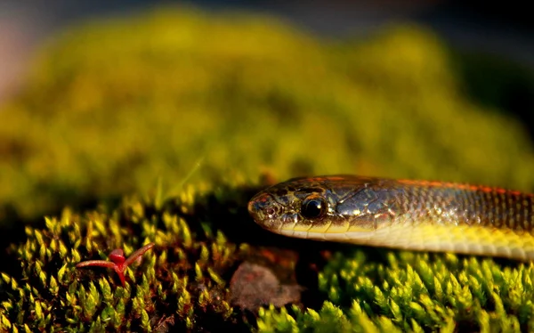 Aurora casa serpiente — Foto de Stock