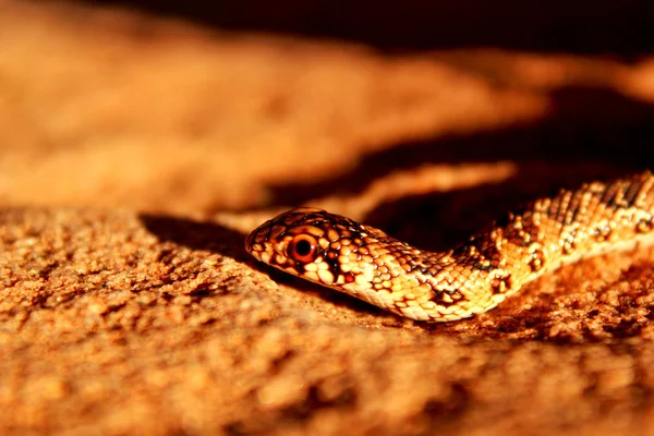 Juvenil köstebek yılan