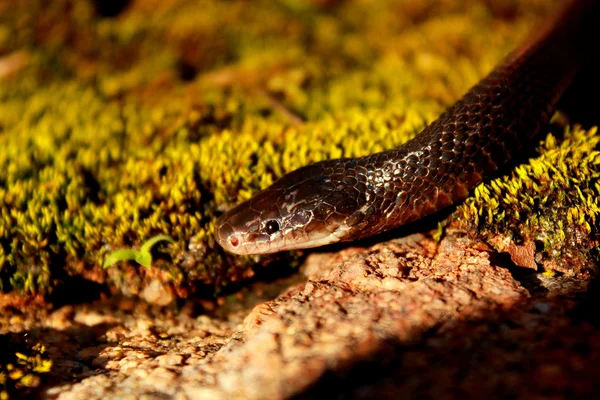 Black File Snake — Stock Photo, Image