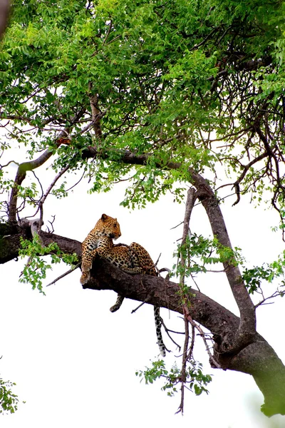 나무에 레오 파 드 — 스톡 사진