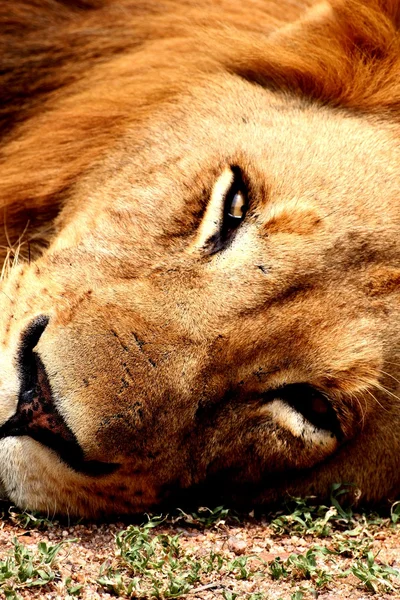 Grote mannelijke leeuw slapen — Stockfoto