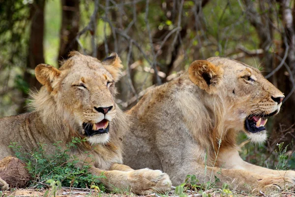 Frații Lion — Fotografie, imagine de stoc