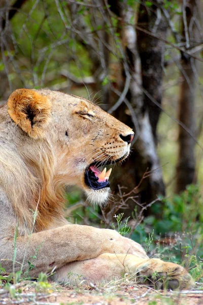 Young Male Lion — Stock Photo, Image