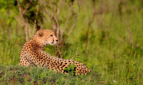 Yetişkin cheetah uzanmış