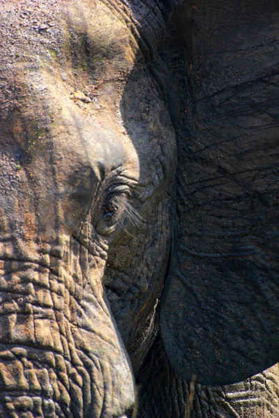 Elephant Charge — Stock Photo, Image