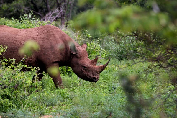 kruger'ın siyah gergedan