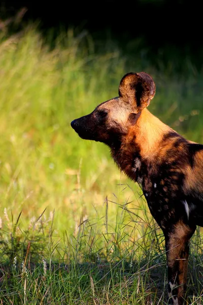 Afrika yaban köpeği Portait