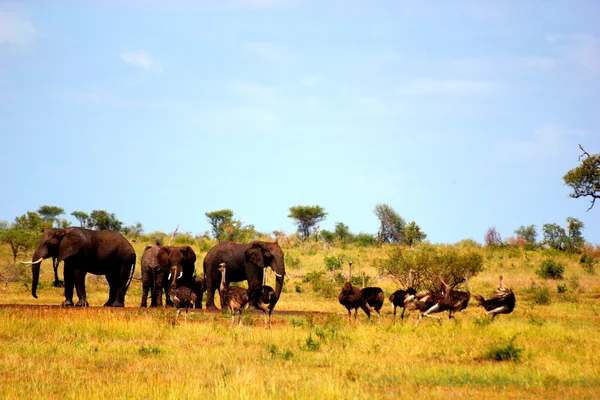 Africké safari scéna — Stock fotografie