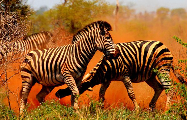 Male Plains Zebra Fighting over Hareem Females