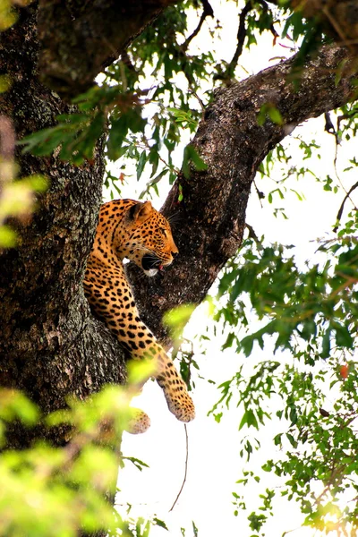 Leopardo en el árbol Imagen de archivo