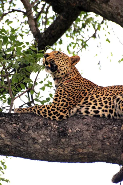 Леопард в дерево — стокове фото