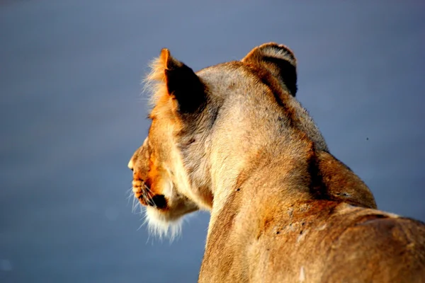 Lioness Hunting — Fotografie, imagine de stoc